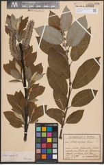 Foto von Salix caprea L.